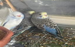 Budgerigars birds for sale: 6 baby budgies for sale  - Image 10