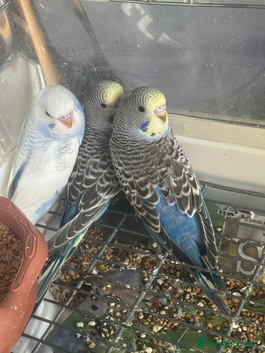 Budgerigars birds for sale: 6 baby budgies for sale  - Image 10