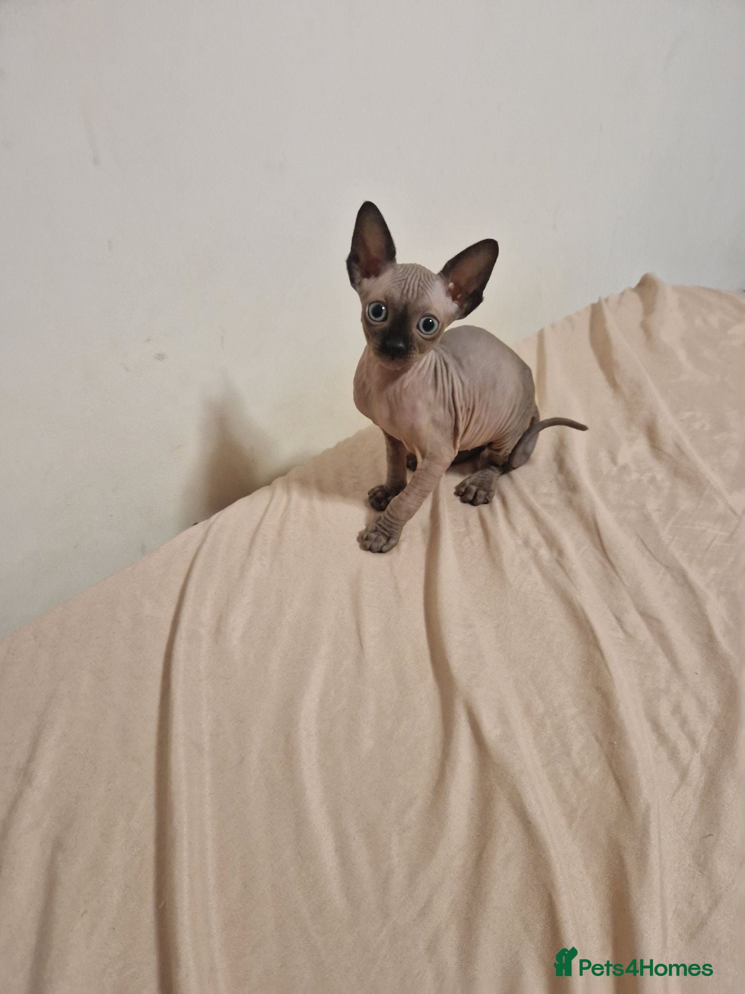 Sphynx cats Sphynx kitten for sale - Advert 6