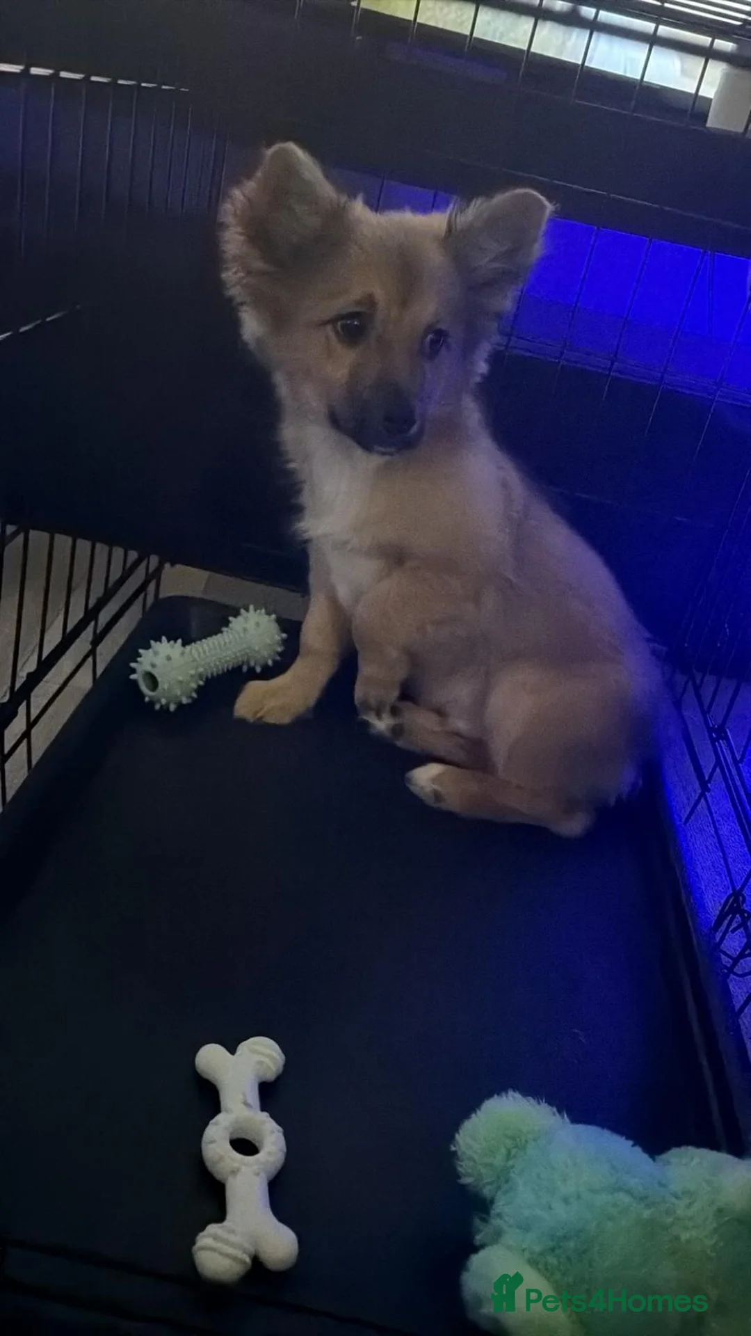 Pomchi dogs for sale: Pomchi  - Advert 4