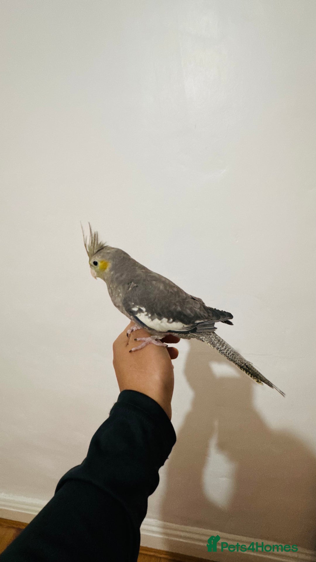 Cockatiels birds for sale: Young tame cockatiel for sale  - Advert 3