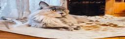 Maine Coon cats for sale: XXL Maine coon kittens + DNA health tested - Advert 6
