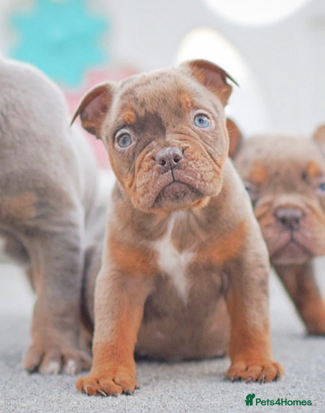 Olde English Bulldogge dogs for sale: 23 years experience 5⭐️Rated licensed  - Advert 5