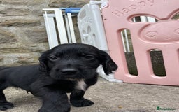 Cocker Spaniel dogs for sale: Working Cocker spaniel puppies for sale - Image 5