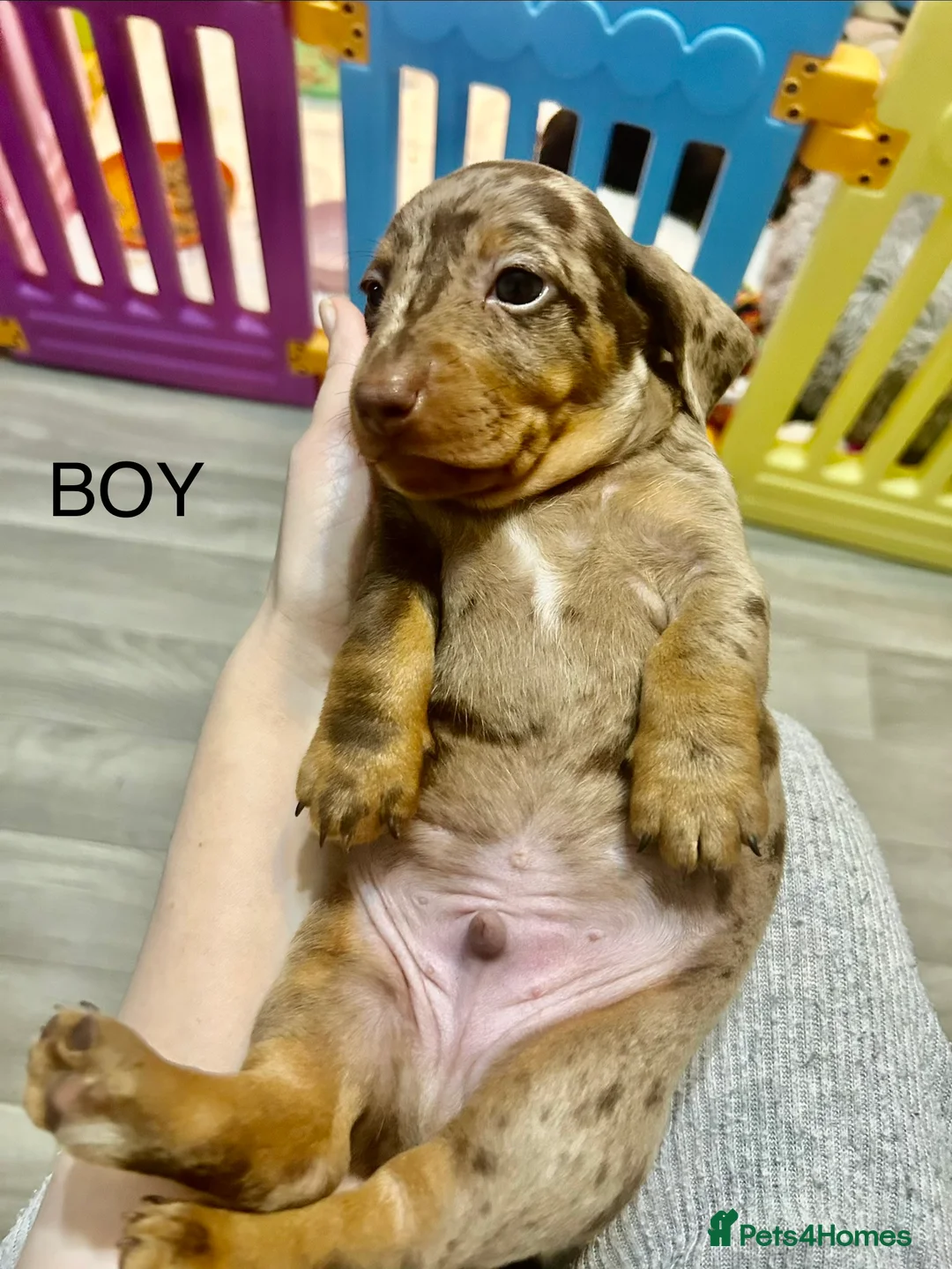 Dachshund dogs for sale: Dachshund Puppies   - Advert 7