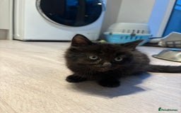 British Longhair cats for sale: Black fluffy kitten - Image 5