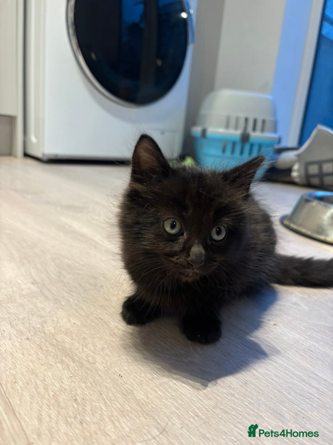 British Longhair cats for sale: Black fluffy kitten - Image 5