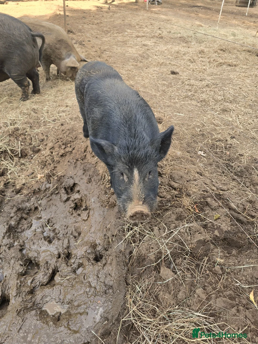 Pig livestock for sale: Kune kune gilts for sale - Advert 2