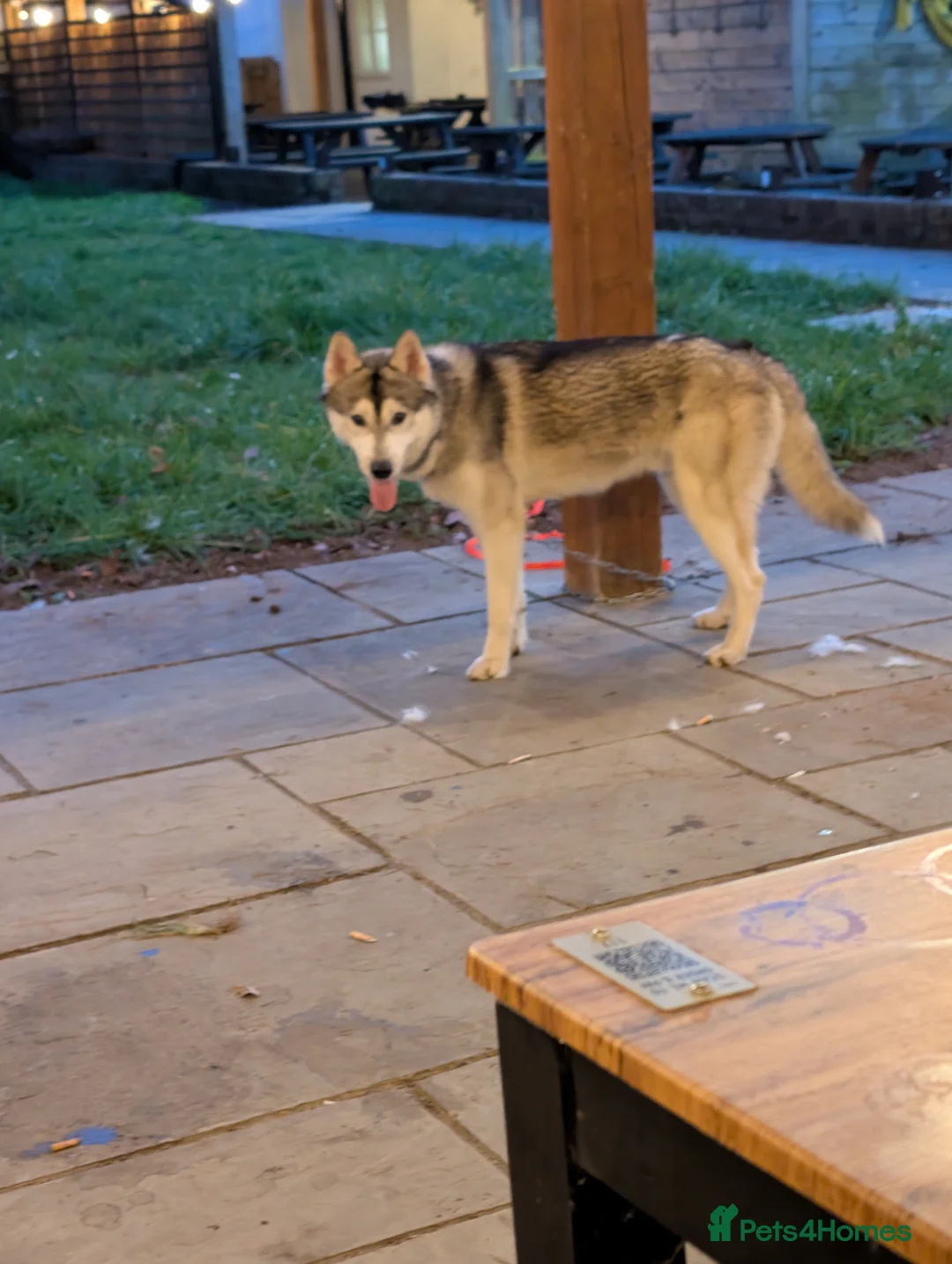 Utonagan dogs for sale: Husky for Sale.  - Advert 2