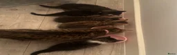 Mixed Breed cats for sale: 🐾 5 Beautiful Kittens Looking for Loving Homes 🐾 - Advert 28