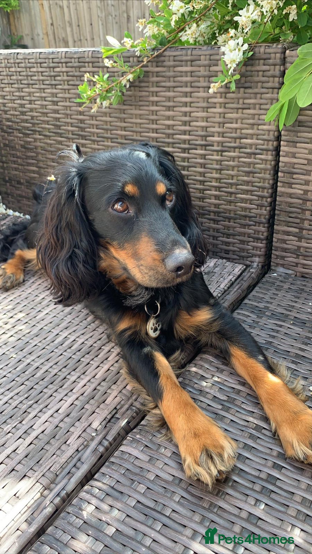 Cockapoo dogs for sale: Reggie Looking For A New Home  6 yr old Cockerpoo  - Image 13