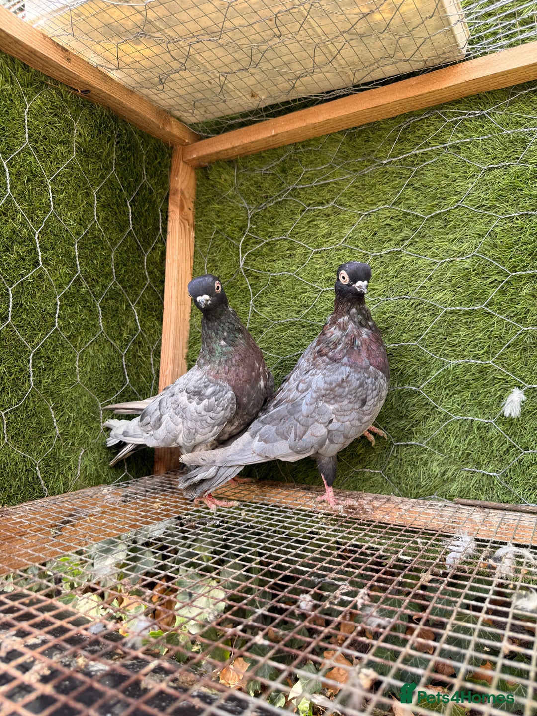 Pigeons birds for sale: Syrian pigeons for sale - Image 7