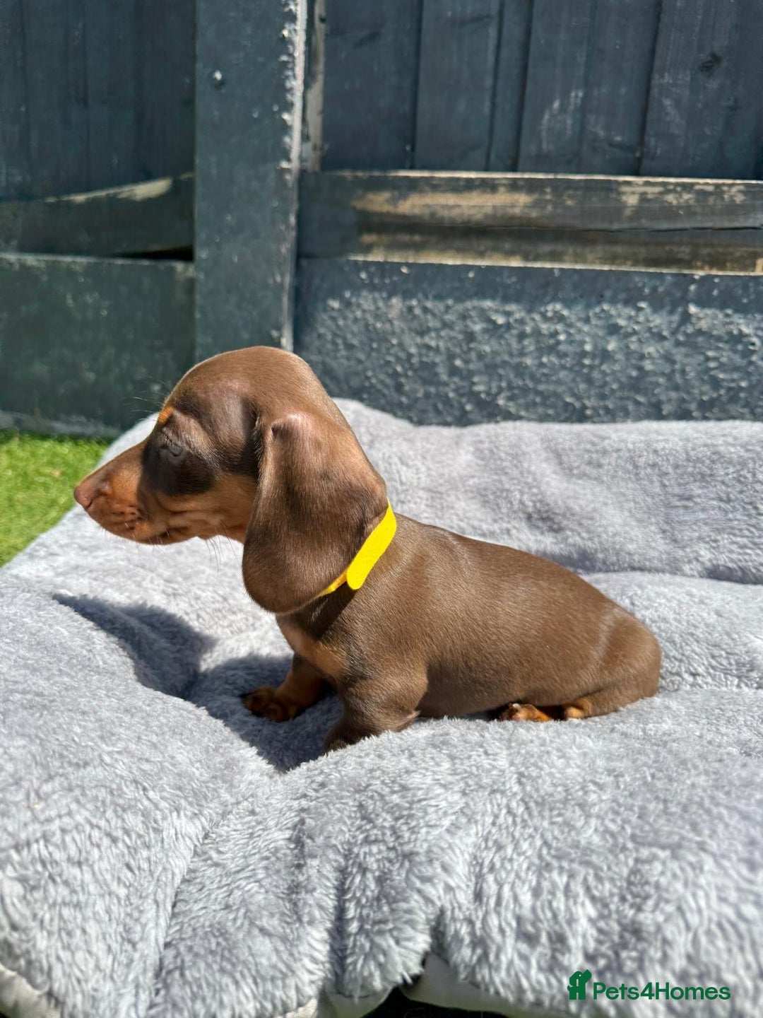 Miniature Dachshund dogs for sale: Kc mini dachshunds  - Image 7