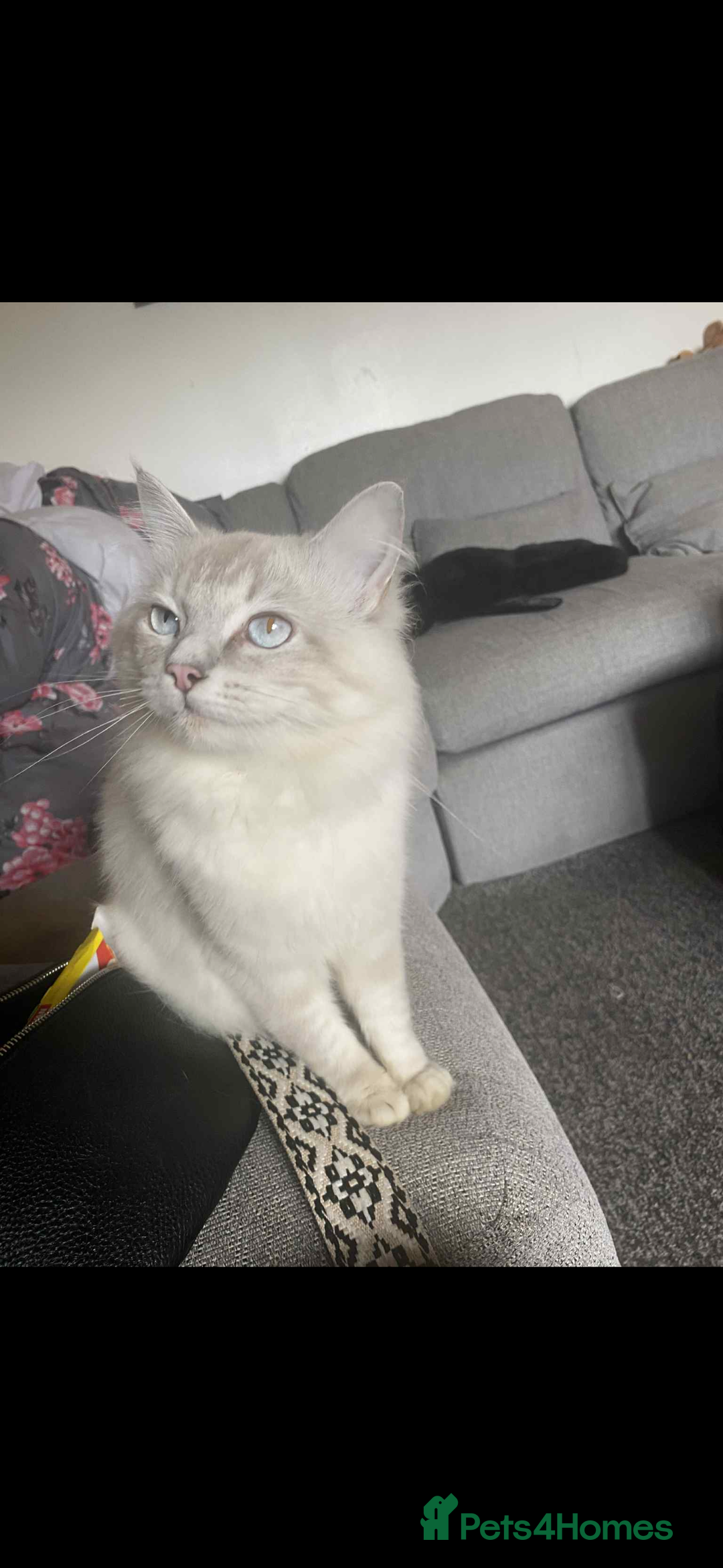 Ragdoll cats for sale: Beautiful ragdoll kittens  - Advert 13