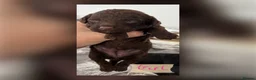 Cockapoo dogs for sale: Beautiful mid sized F1b Cockapoos in Wrexham - Advert 3