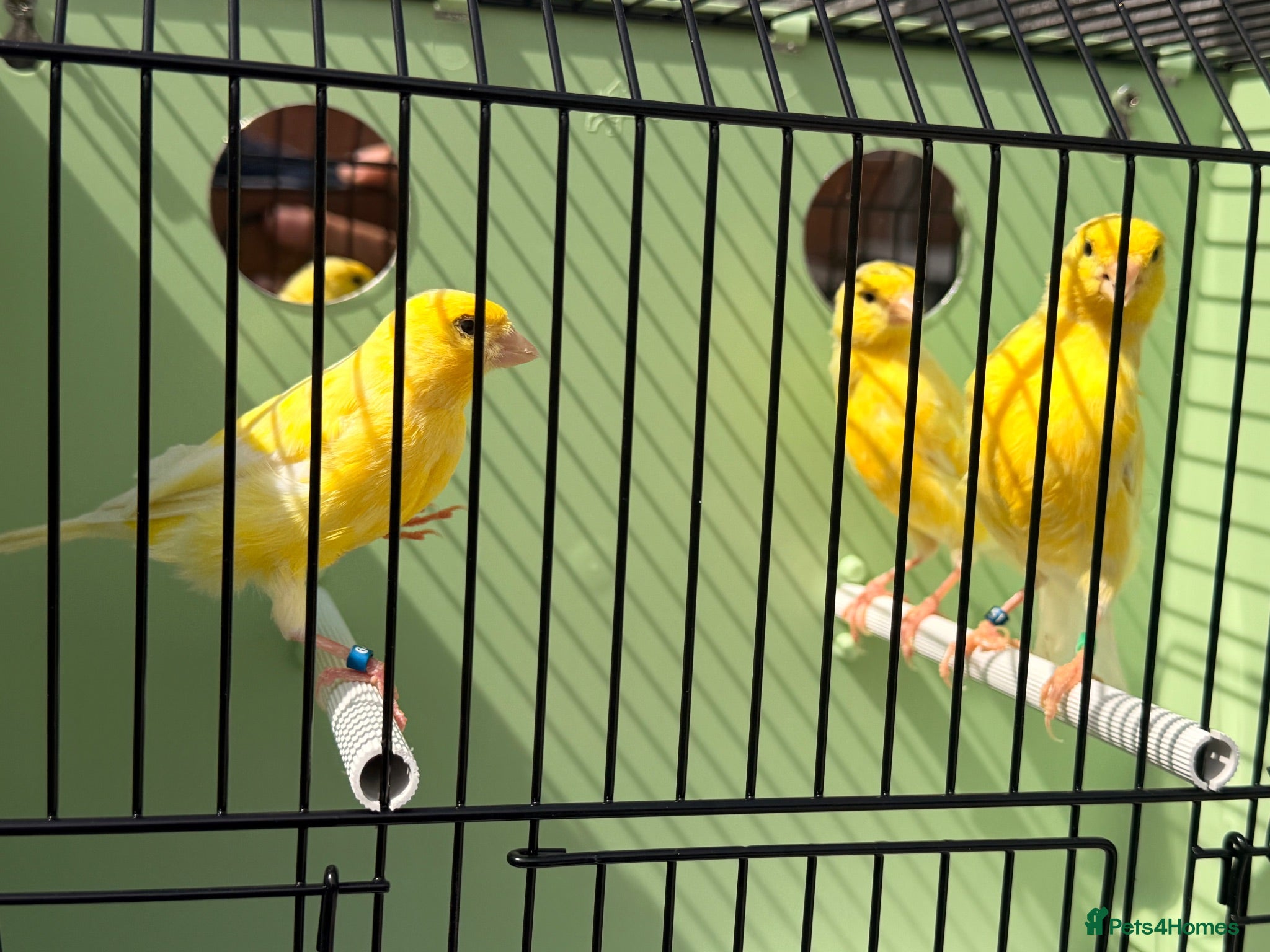 Canaries birds 100 persent proven waterslager  canary’s hens  - Advert 24