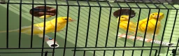 Canaries birds for sale: 100 persent proven waterslager  canary’s hens  - Advert 1