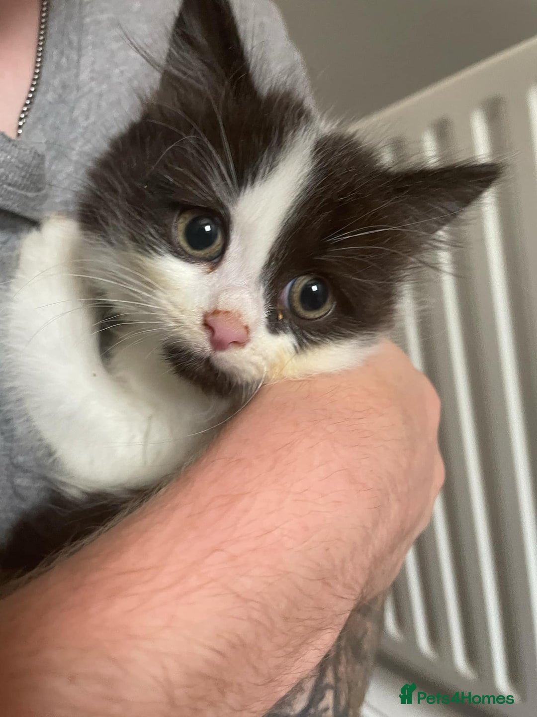 Mixed Breed cats for sale: 2 fluffy and playful kittens  - Image 5
