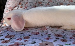 Mini Lop rabbits for sale: Male Mini lop looking for a forever home  - Image 3