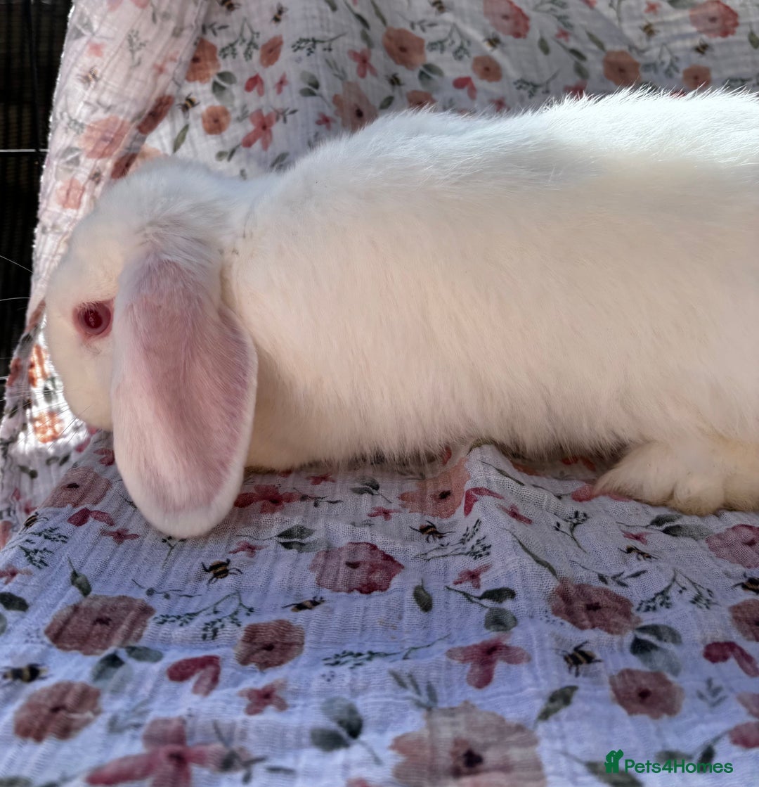 Mini Lop rabbits for sale: Male Mini lop looking for a forever home  - Image 3