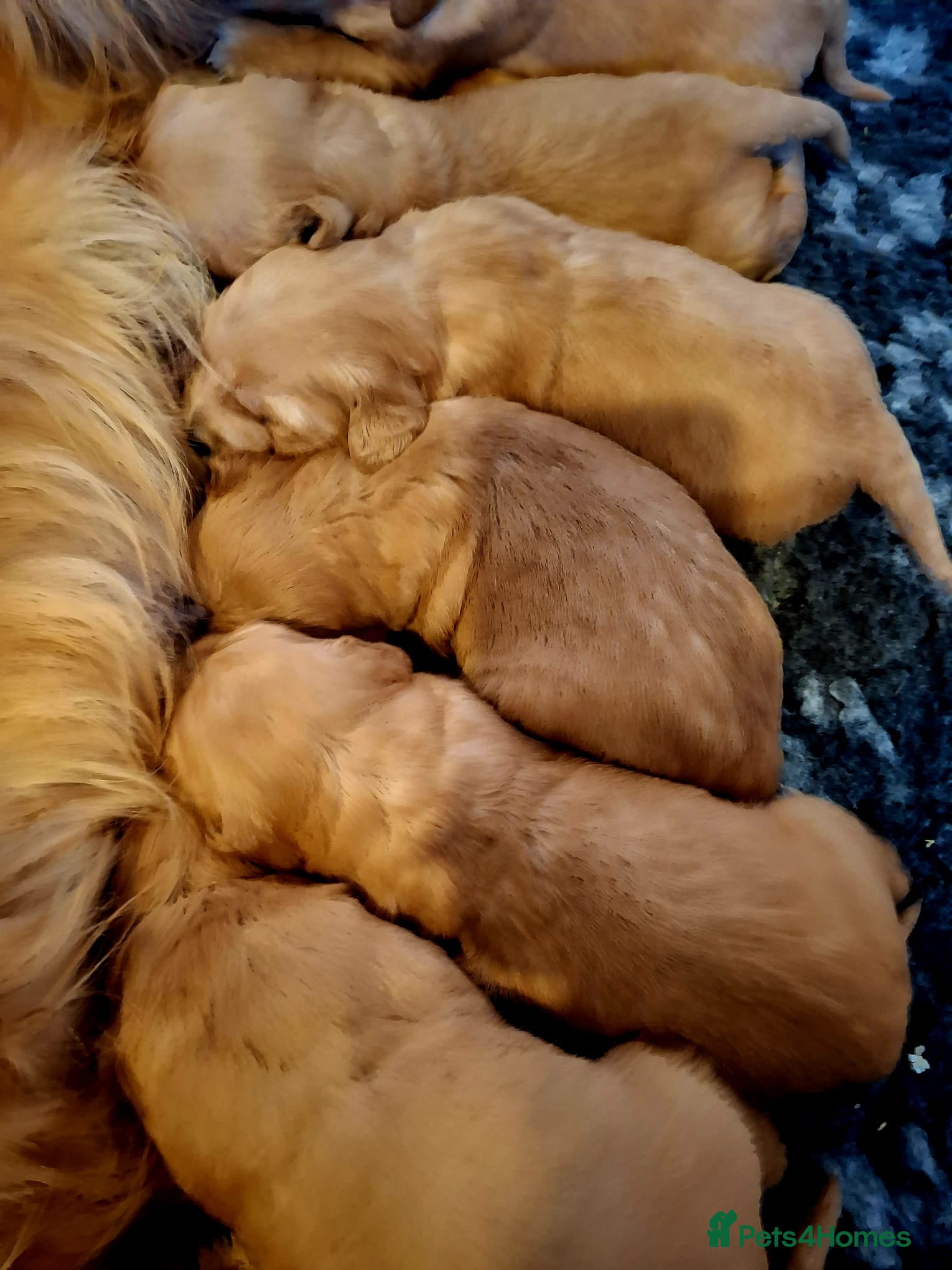 Golden Retriever dogs ⭐ DARK Golden retriever puppies 🐶 - Advert 1