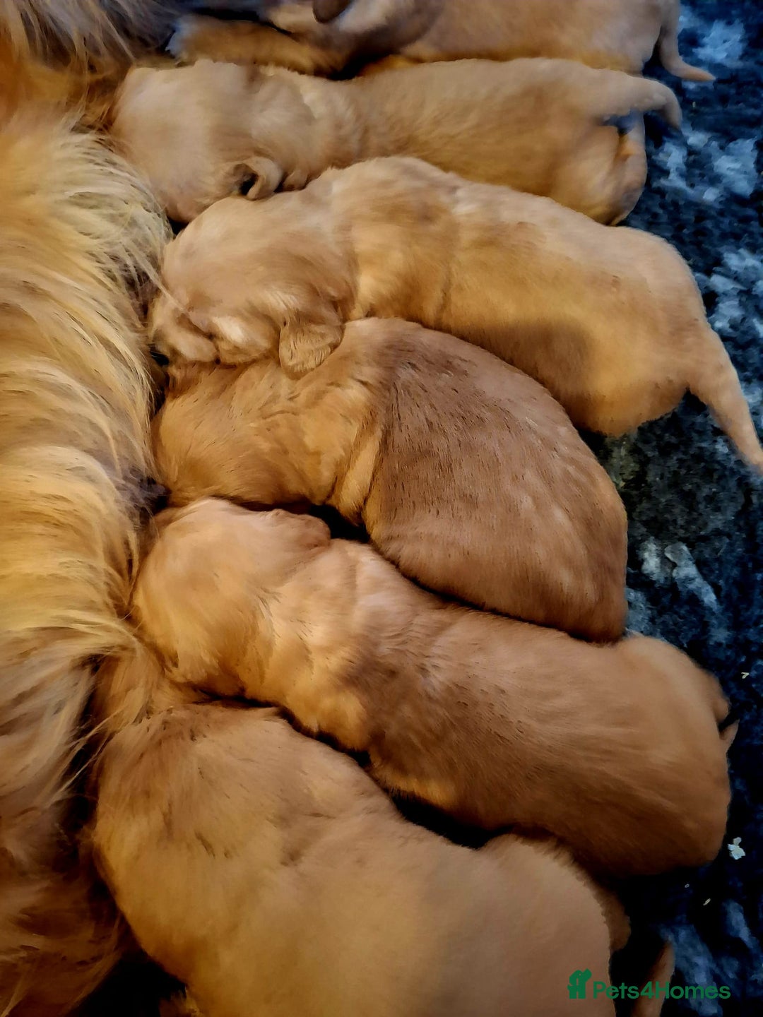 Golden Retriever dogs for sale: ⭐ DARK Golden retriever puppies 🐶 - Advert 1
