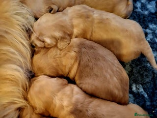 Golden Retriever dogs ⭐ DARK Golden retriever puppies 🐶 - Advert 1