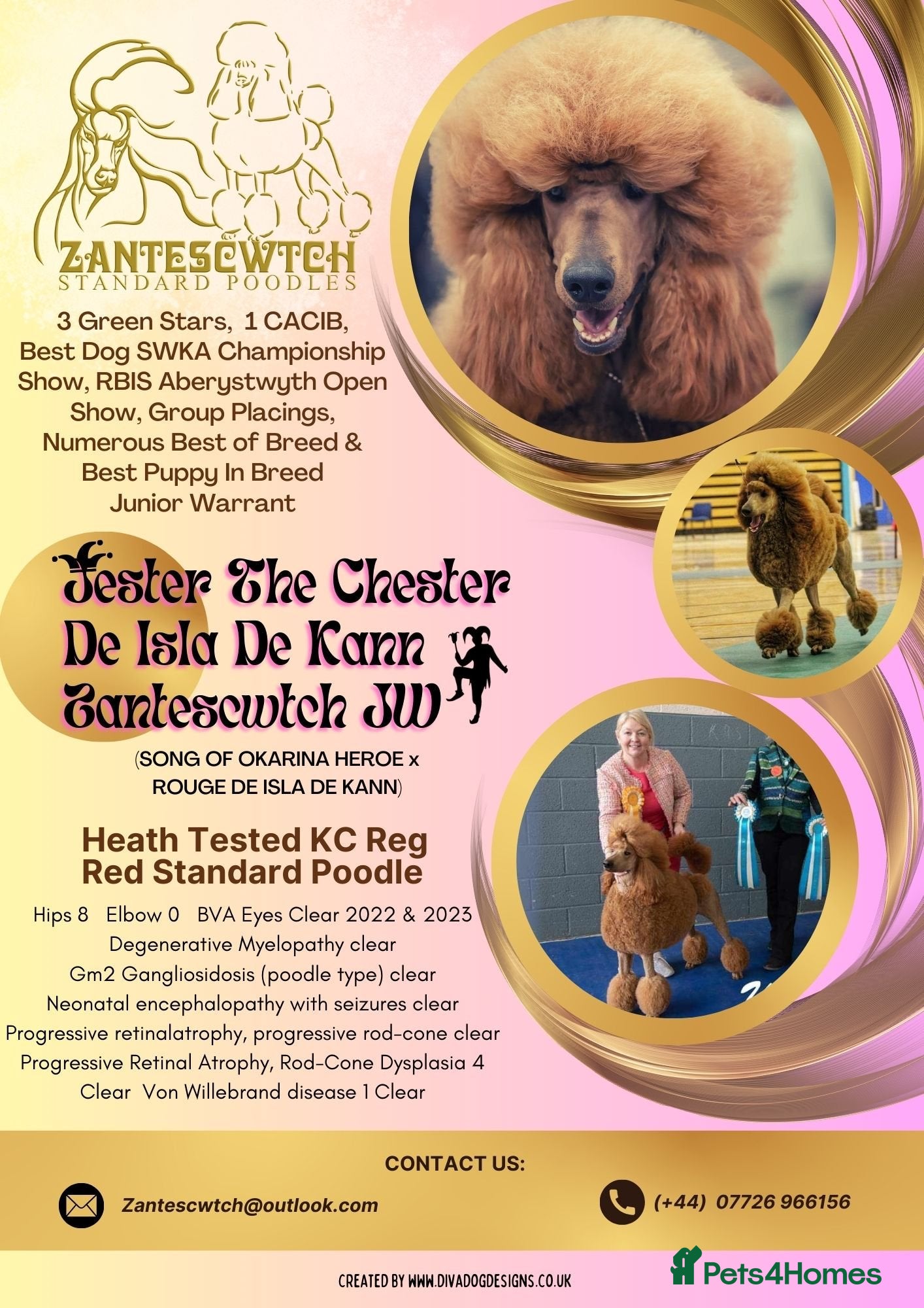 Standard Poodle dogs Red St Poodle For Stud Extensively Health Tested - Advert 1