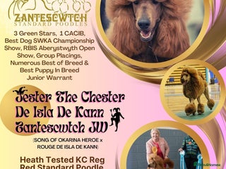 Standard Poodle dogs in Pontypool - Advert 23