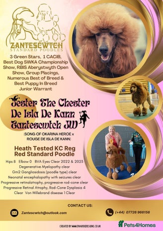 Standard Poodle dogs Red St Poodle For Stud Extensively Health Tested in Pontypool - Advert 6