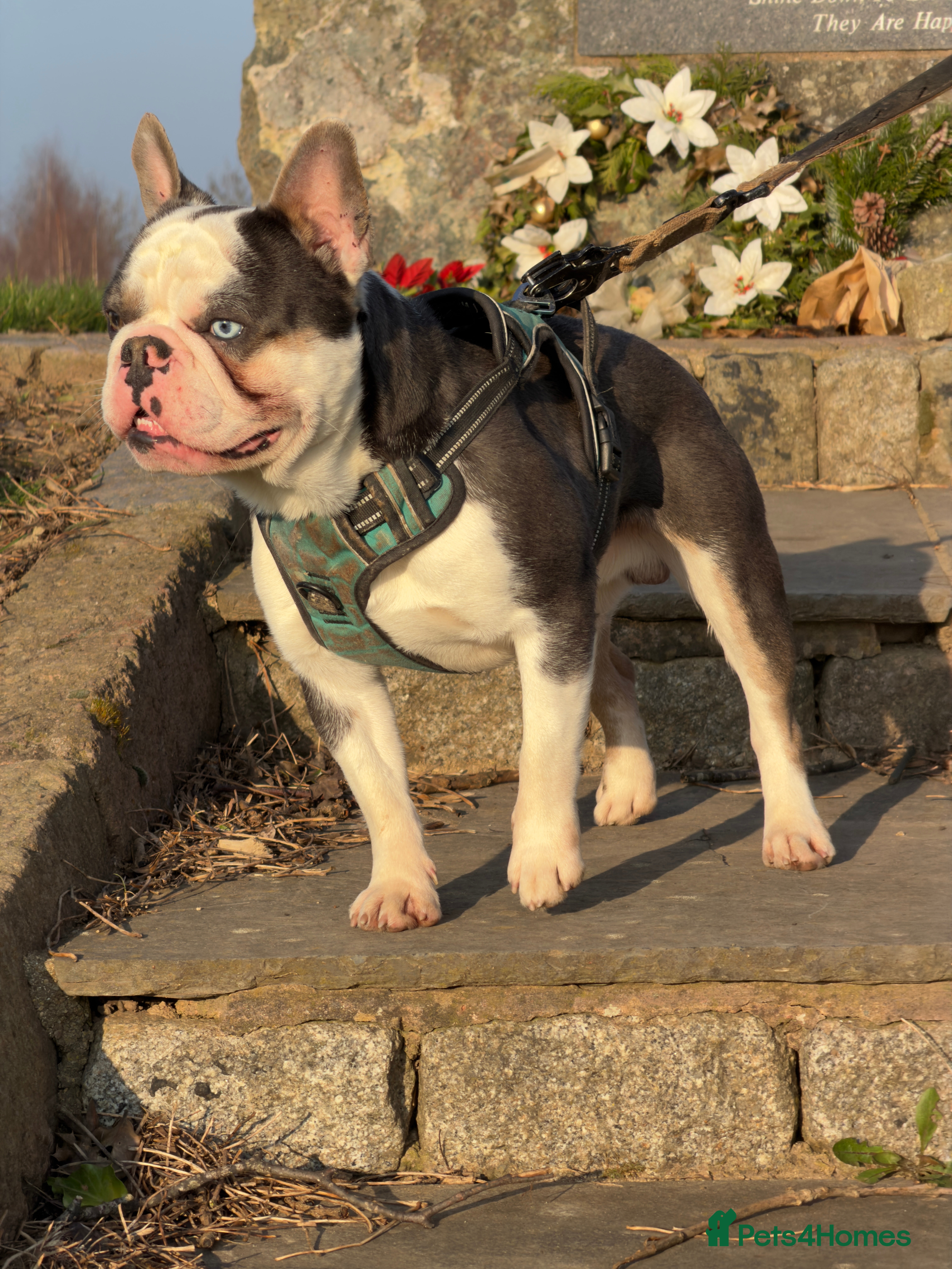 French Bulldog dogs 🔥FRENCH BULLDOG STUD HUSKY COLOUR PROVE🔥 - Advert 12