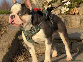 French Bulldog dogs 🔥FRENCH BULLDOG STUD HUSKY COLOUR PROVE🔥 - Advert 12