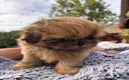 Shih Tzu dogs for sale: Stunning shih tzu babies - Image 2