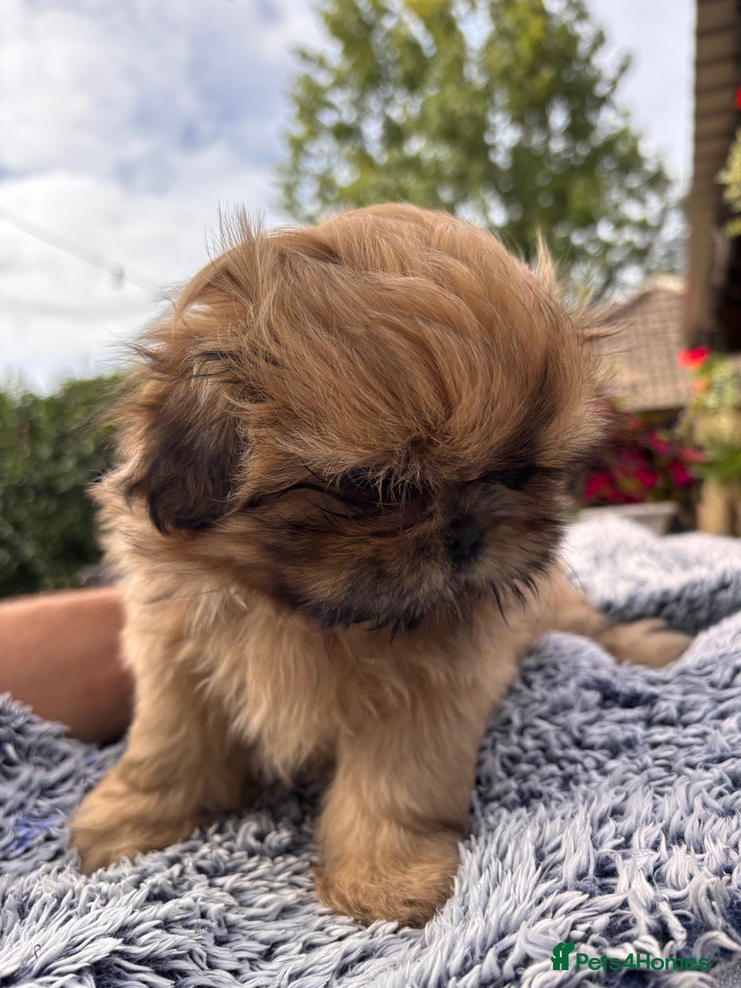 Shih Tzu dogs for sale: Stunning shih tzu babies - Image 2