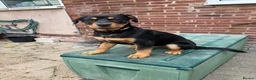 Rottweiler dogs for sale: Last 3 puppies of litter - Advert 11