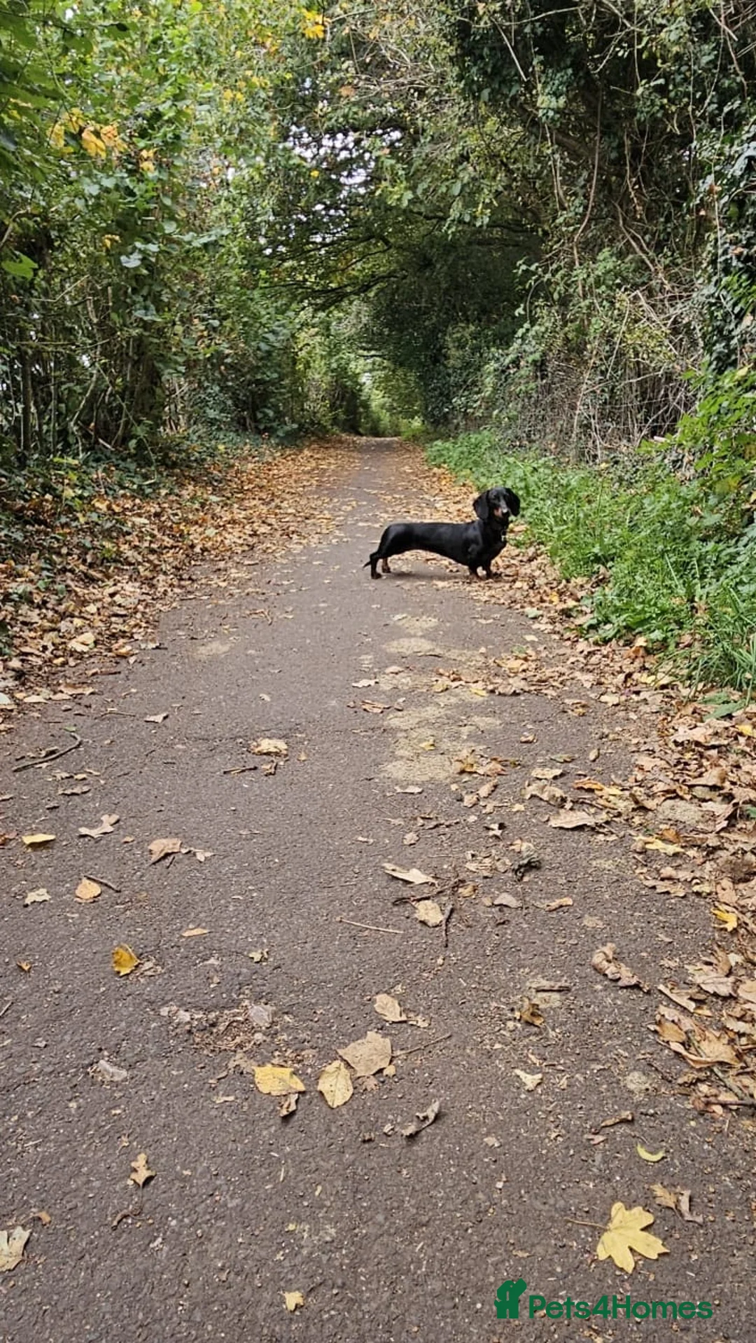 Dachshund dogs for sale: Mini Dacshund litter 4 males 1 female - Advert 3
