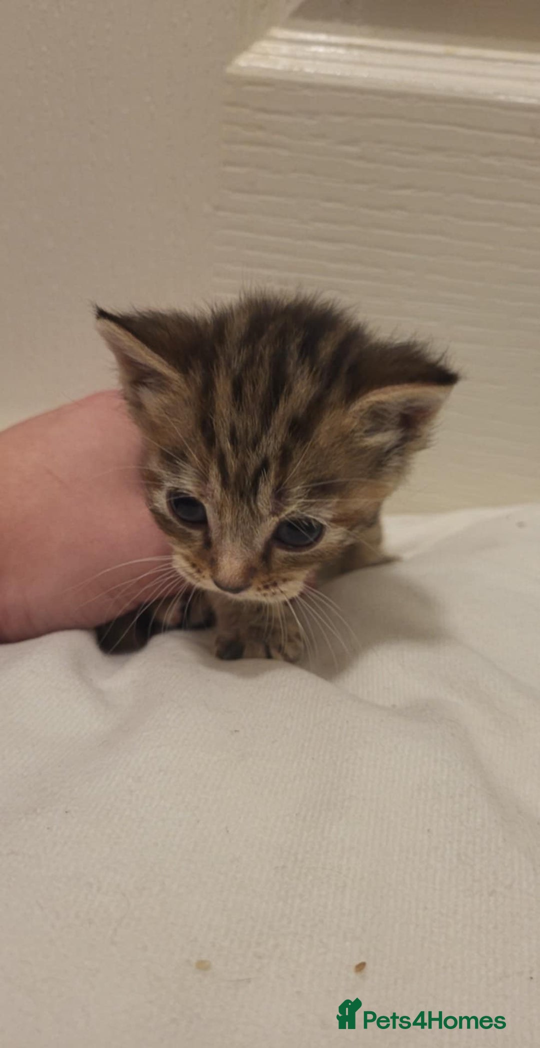 Domestic Shorthair cats for sale: Domestic short haired kittens  - Advert 3