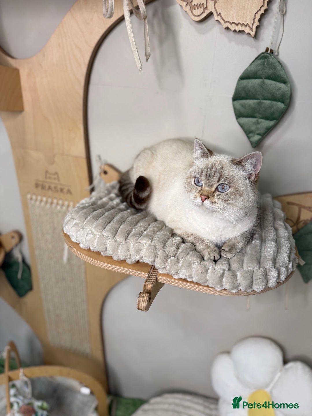 British Shorthair cats for sale: Affectionate lap cats health tested parents  - Advert 3