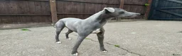 Whippet dogs for sale: KC Registered Whippet Dog, 20 months old in Swadlincote - Advert 7