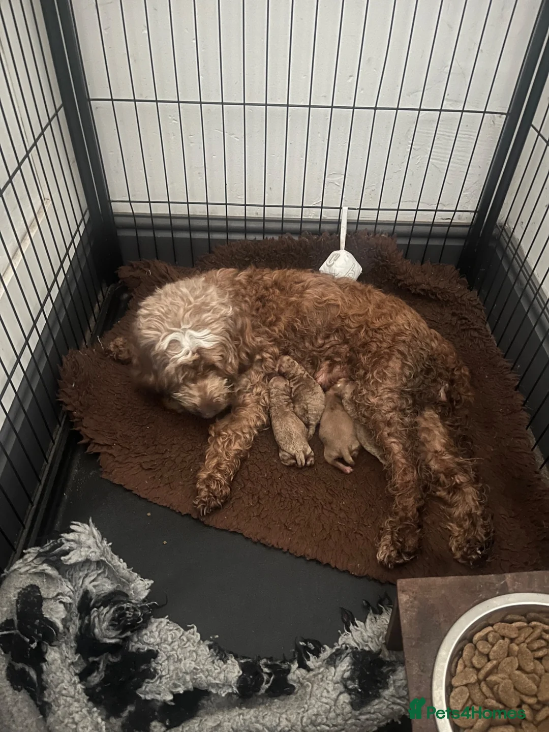 Cockapoo dogs for sale: Beautiful playful F1b cockapoos  - Advert 33