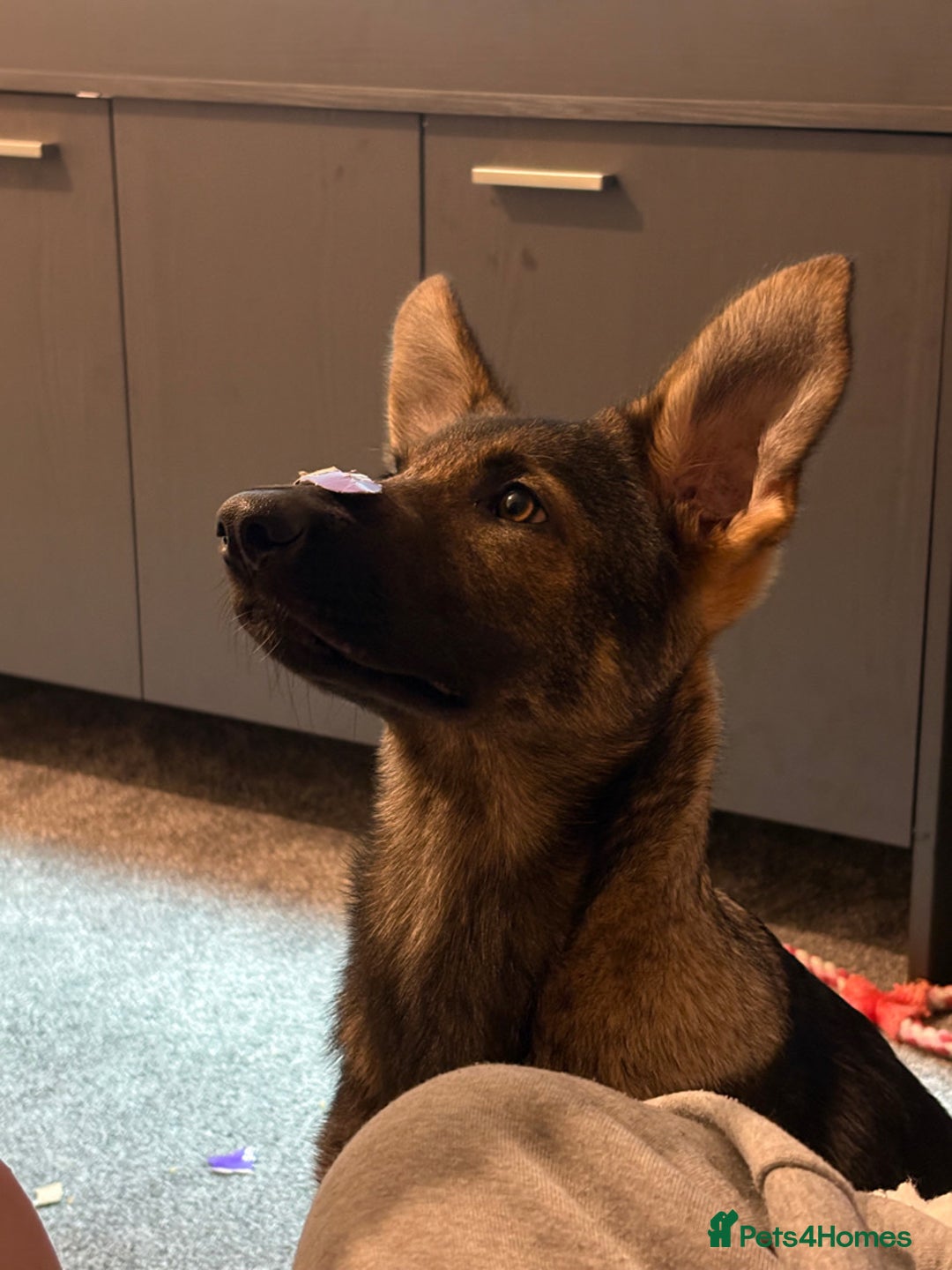 German Shepherd dogs for sale: German shepherd puppy - Advert 3