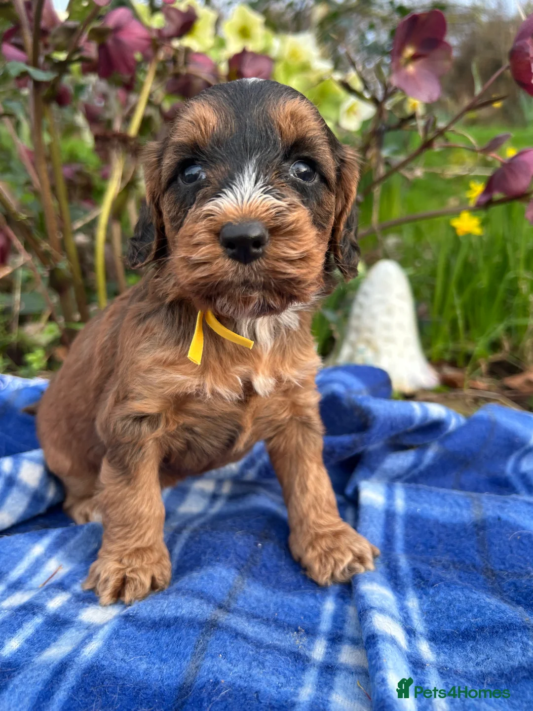 Cockapoo dogs for sale: F1 Cockapoo puppies READY NOW - Advert 34