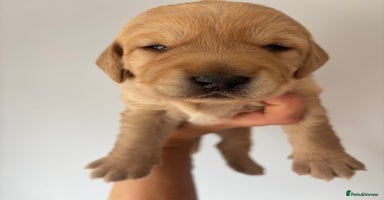 Labradoodle dogs - Advert 14