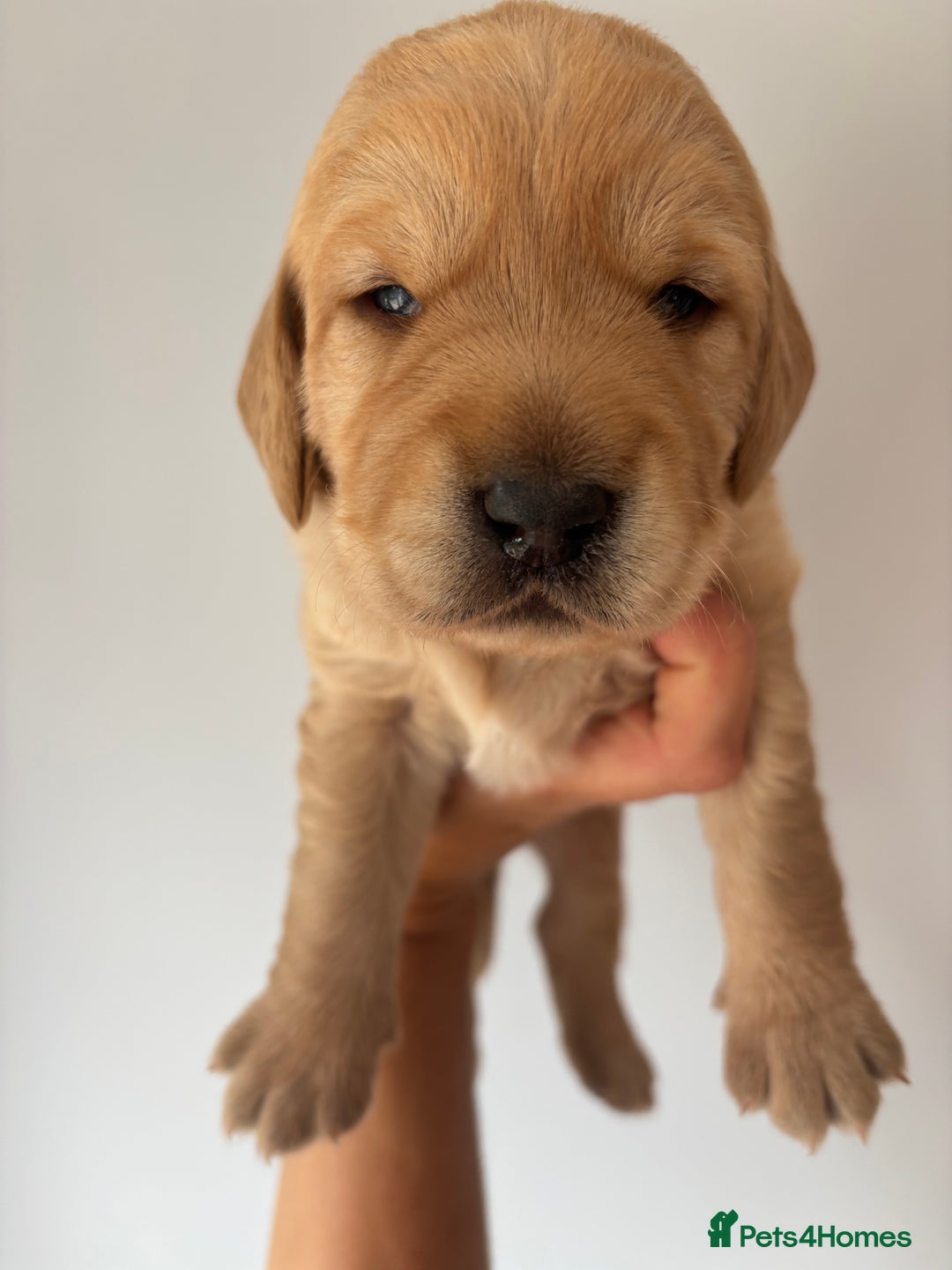 Labradoodle dogs for sale: F1 Labradoodles  - Image 6