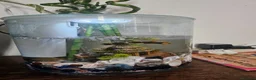 Pond Fish fish for sale: Beautiful, colorful mixed ornamental fish in London - Advert 3