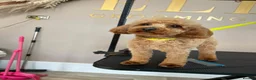 Toy Poodle dogs for stud: 🌹 RED TOY POODLE 9 INCH 2.8 KG HEALTH TESTED 🌹 - Advert 3