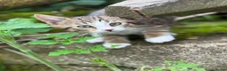 Mixed Breed cats for sale: 4 Male Kittens  in Pontypool - Advert 8
