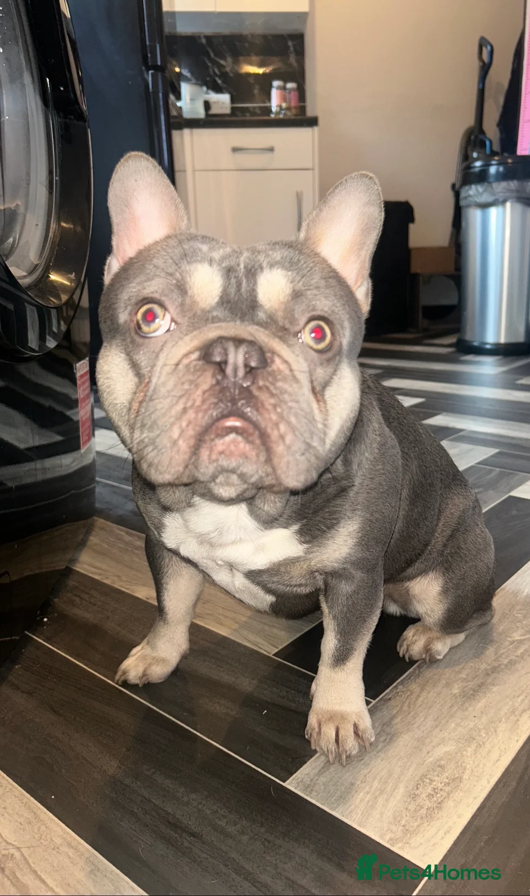 French Bulldog dogs for stud: Blue and fawn French bulldog for stud  - Advert 4