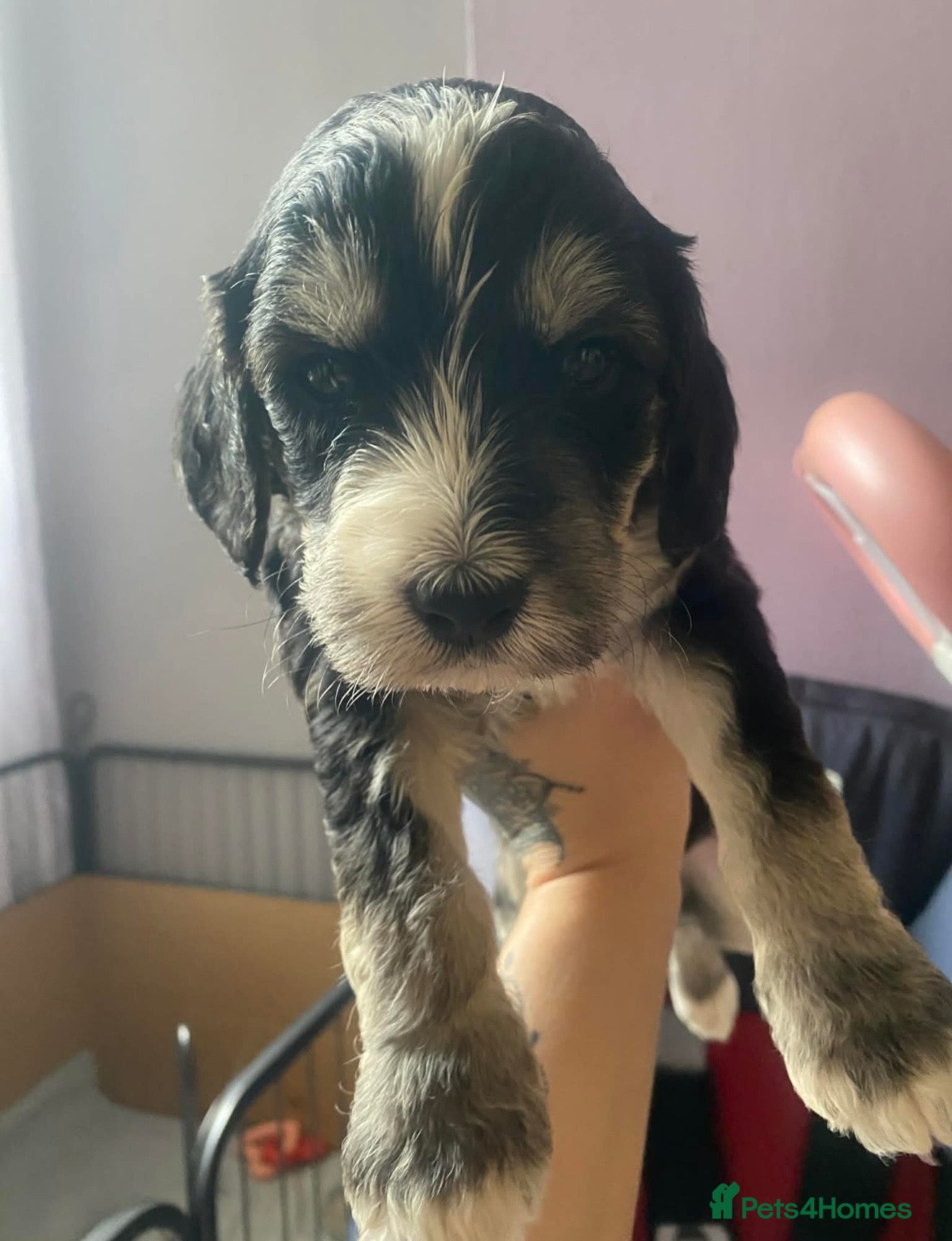 Sproodle dogs 🧸Health tested Sproodle puppies males left  🧸 - Advert 6