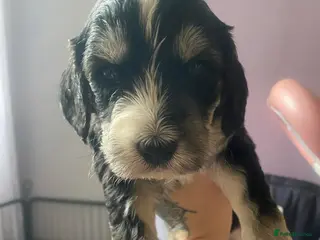 Sproodle dogs 🧸Health tested Sproodle puppies males left 🧸 - Advert 6